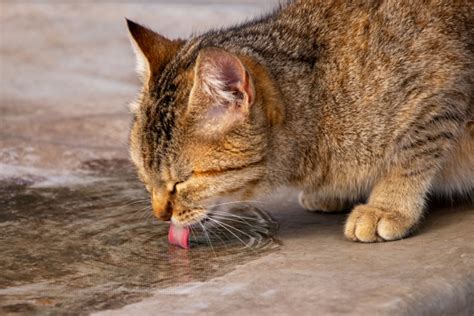 Почему животные выбирают грязную воду для питья