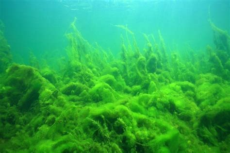 Почему зеленые водоросли имеют зеленый цвет