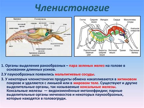 Почему иглокожие не имеют выделительной системы