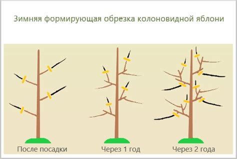 Почему и когда обрезать колоновидную яблоню осенью