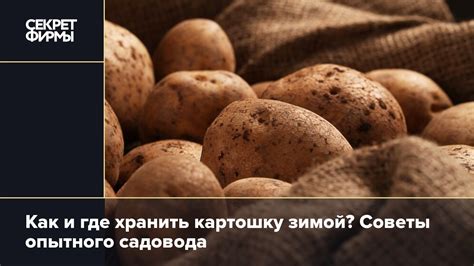 Почему картошку нужно хранить в темноте?