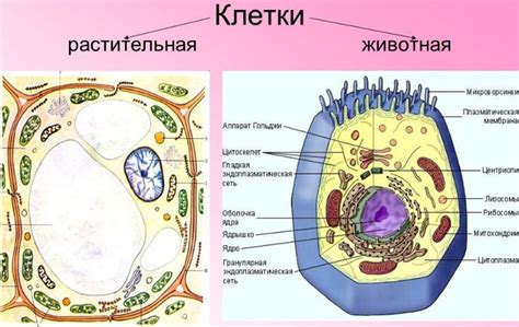 Почему клетки в растениях и животных делятся: объяснение