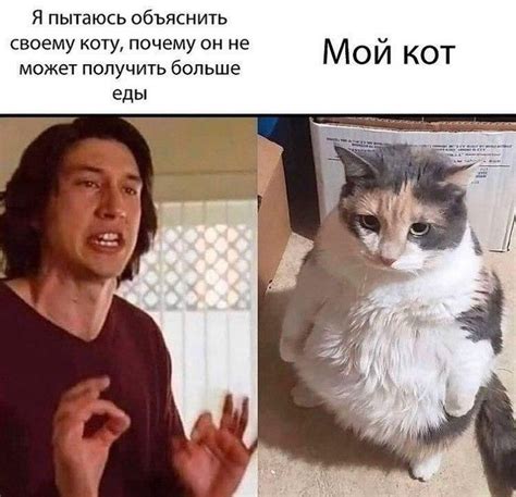 Почему коту может не хотеться есть: