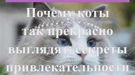 Почему коты без морды выглядят так загадочно