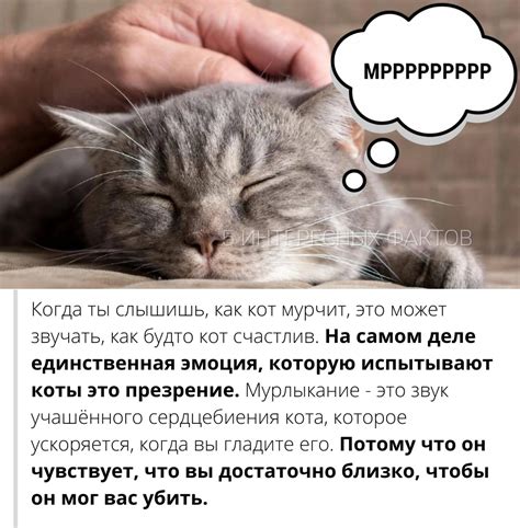 Почему коты мурлыкают во время сна