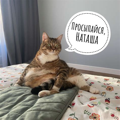 Почему коты не хотят спать одни? Причины и решения