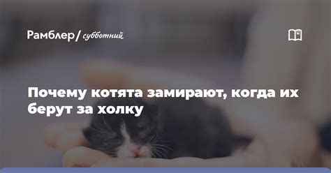 Почему котята замирают при взятии за шкурку?