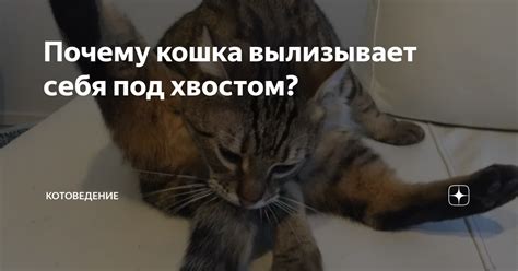 Почему кот морозится под хвостом: возможные проблемы