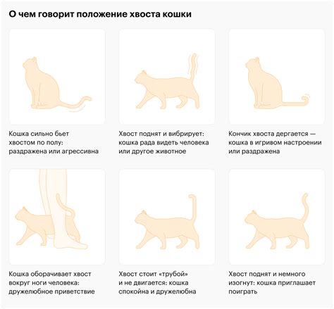 Почему кошка мурчит и виляет хвостом