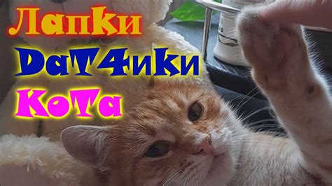 Почему кошка не любит, когда трогают её лапы?