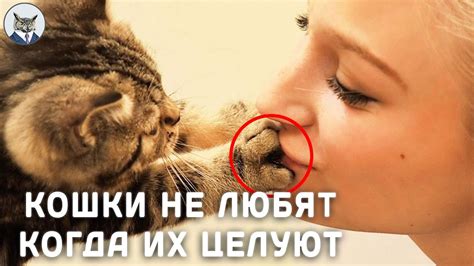 Почему кошки не любят, когда их целуют?