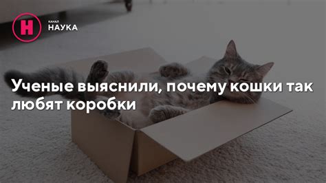 Почему кошки предпочитают коробки