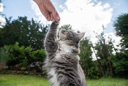 Почему кошки тянутся к определенным людям - основные причины и объяснение поведения кошачьих