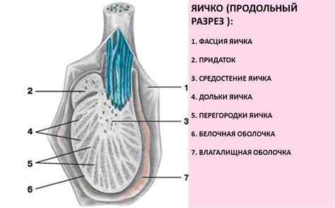 Почему левое яичко поднимается?