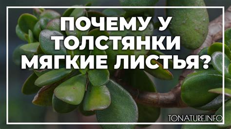 Почему листья толстянки потеряли толщину?