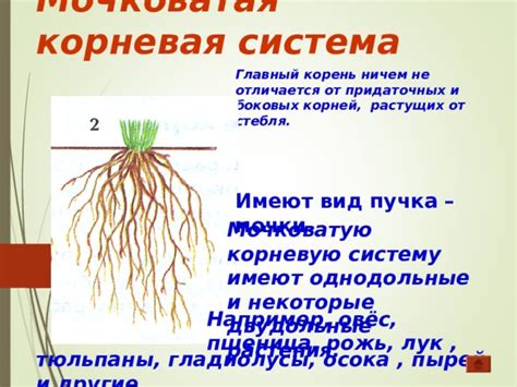 Почему лук имеет мочковатую корневую систему