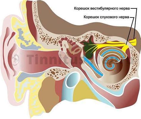 Почему могут возникать шумы в ухе у подростков?