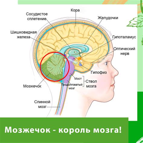 Почему мозжечок назвали "малым мозгом"?