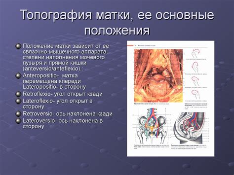 Почему мужчинам нравится женская половая органы: основные причины