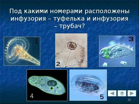 Почему называют простейшими животными?