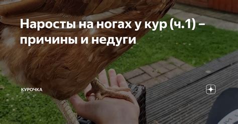 Почему на куриных ногах появляются наросты