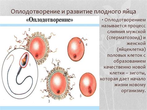 Почему невозможно оплодотворение на суше