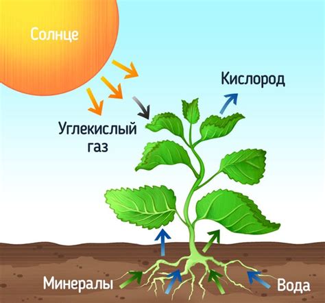 Почему некоторые растения отказываются от фотосинтеза?