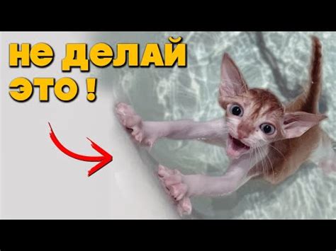 Почему нельзя брать кошек за шкуру?