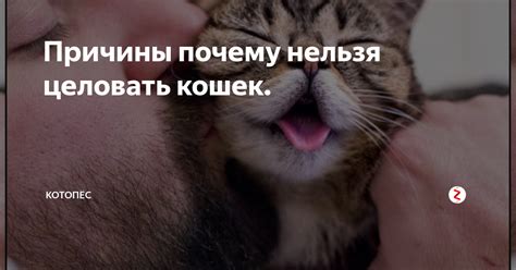 Почему нельзя целовать котов и кошек