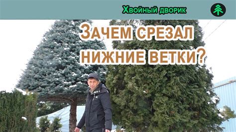 Почему необходимо обрезать нижние ветки ели