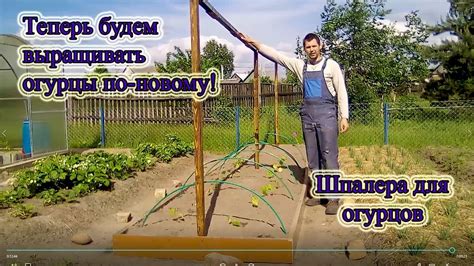 Почему нужна шпалера для огурцов