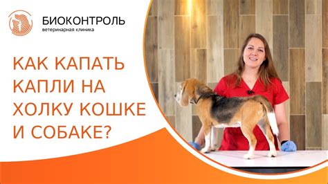 Почему нужно капать капли на холку?