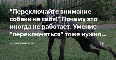 Почему нужно тренировать собаку