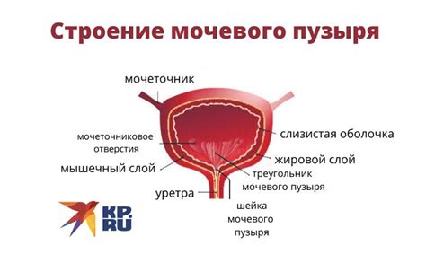 Почему огромный мочевой пузырь не всегда свидетельствует о проблемах