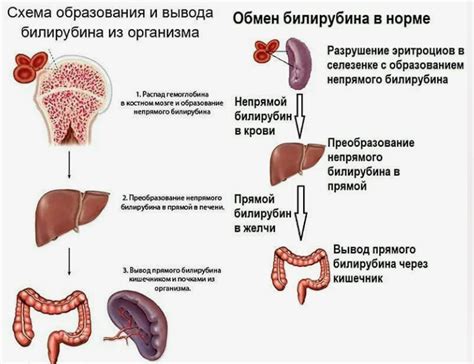 Почему повышается уровень билирубина в крови?