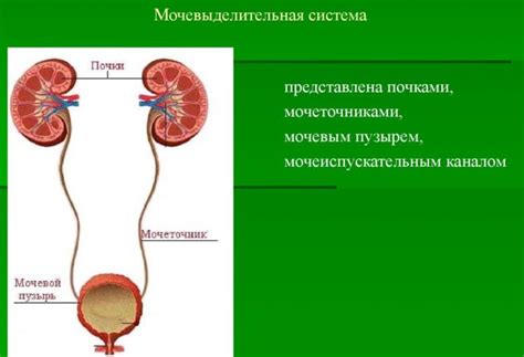 Почему появляется светлая моча у женщин