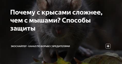 Почему появляются сны с мышами?