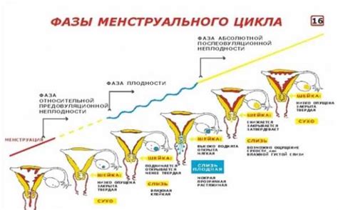 Почему происходят выделения на 21 день цикла?