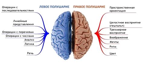 Почему разделен мозг на два полушария