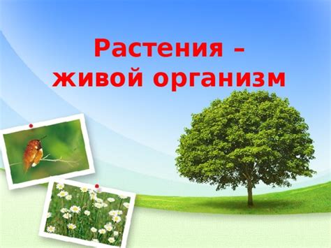 Почему растения живой организм?