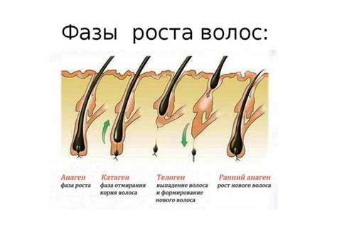 Почему рост волос у висков замедлен?