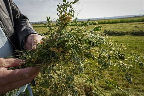 Почему свежая люцерна хороша для поросят