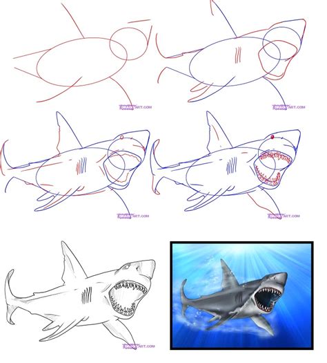 Почему стоит нарисовать акулу