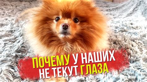 Почему текут глаза у собаки шпиц?