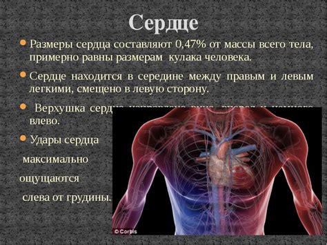 Почему тело пульсирует: основные причины и методы устранения