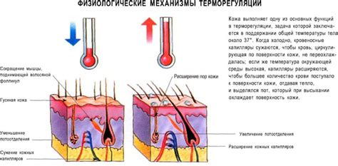 Почему у нас возникает внутренний жар