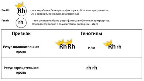 Почему у ребенка может быть отрицательный резус-фактор