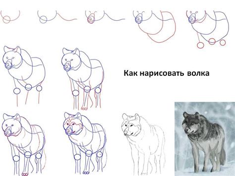 Пошаговая инструкция рисования черепа волка