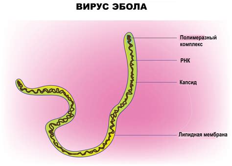 Появление Эбола вируса