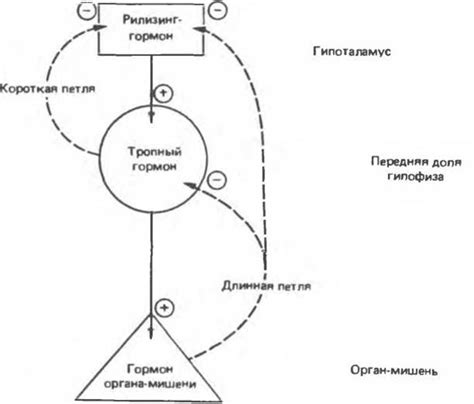 Появление механизма обратной связи